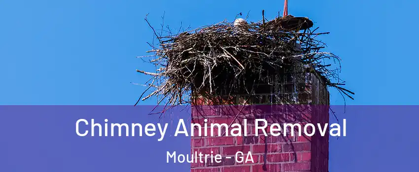  Chimney Animal Removal Moultrie - GA