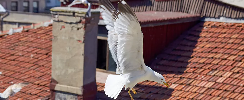 Residential Chimney Animal Removal Solution in Moultrie, GA
